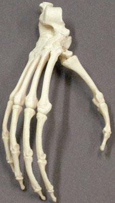 Siamang Foot, articulated, rigid