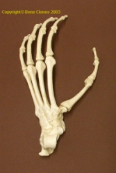 Gibbon Foot, disarticulated