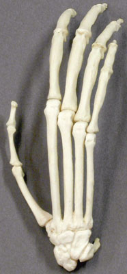 Siamang Hand, articulated, rigid