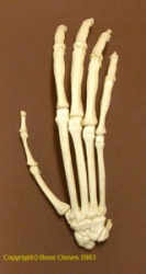 Gibbon Hand, disarticulated