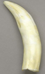 Nile Crocodile Tooth- Large