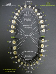 Teeth, Set of 32, Human adult male 