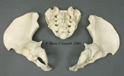 Pelvis, disarticulated, Human Female African-American 