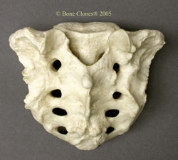 Sacrum, Human Female African-American