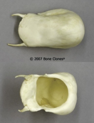 Howler Monkey Hyoid