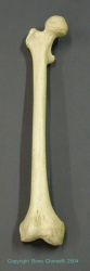 Modern Human , Adult Female Femur