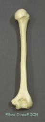 Humerus-Premier example, Human adult female