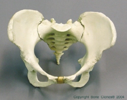 Human, Female Pelvis