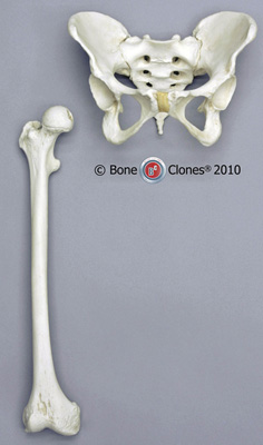 Pelvis & Femur-Premier example, Human adult female