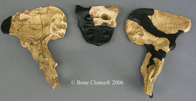 A.africanus- STS-14 pelvis - 3 parts