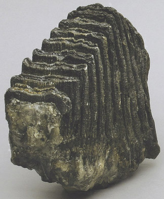 Columbian Mammoth Molar