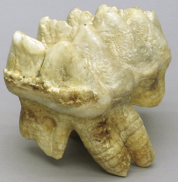 American Mastodon Molar