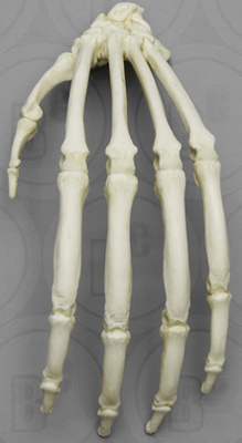 Orangutan Foot, Articulated Rigid