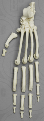Orangutan Foot, Semi-articulated