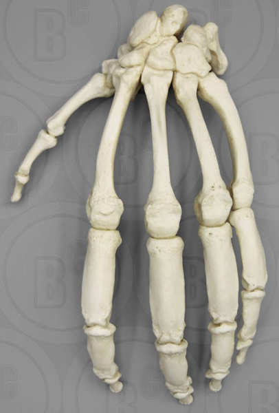 Gorilla Hand, Articulated Rigid