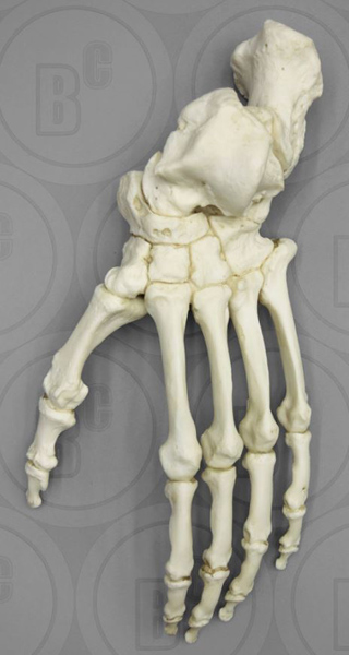 Gorilla Foot, Articulated Rigid