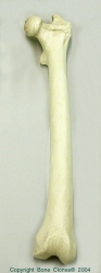 Mandrill Baboon Femur