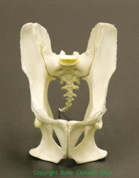 Baboon Pelvis