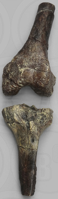 Homo erectus KNM-ER 1481 Knee Joint