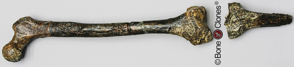 Oberschenkel und Teil des Unterschenkels Homo erectus 