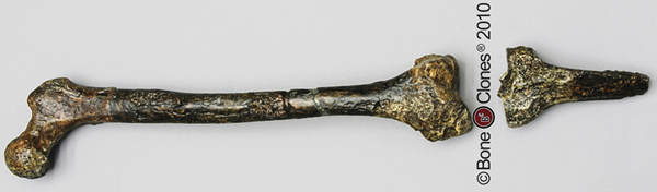 Oberschenkelknochen (Femur) Homo erectus