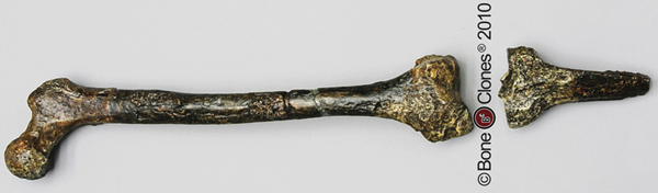 Homo erectus Femur Reconstruction