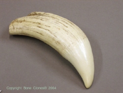 Sperm Whale tooth