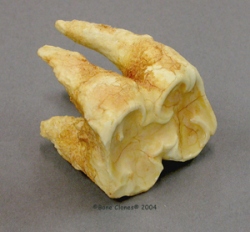 Hippo tooth, molar