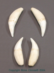 Lion teeth, set of 4