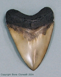 Megalodon Shark Tooth, Large-6