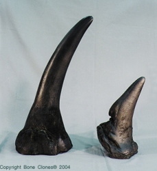 White Rhino Horn, pair, lg and small