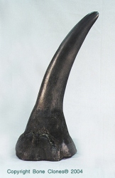 White Rhino Horn, large