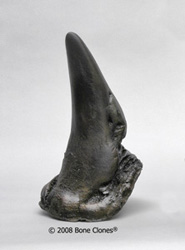 White Rhino Horn, small