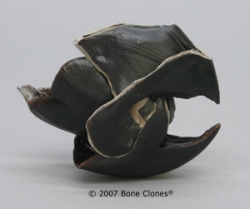 Giant Squid Beak