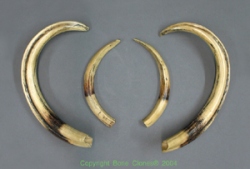 Warthog set of tusks (4), painted