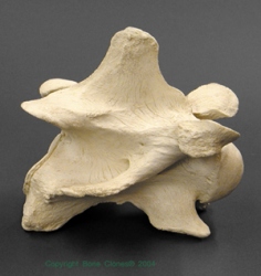 Single Giraffe Cervical Vertebra