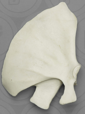 Dolphin Scapula