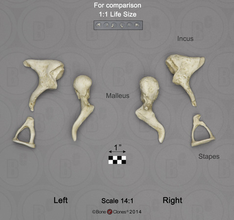 Human Ossicles Set of 6 (left and right), 14:1 Scale