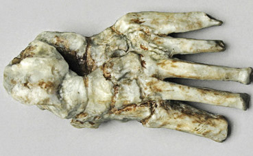 Homo habilis OH 8 foot