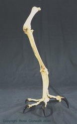 Eagle Leg