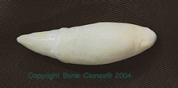 False Killer Whale Tooth