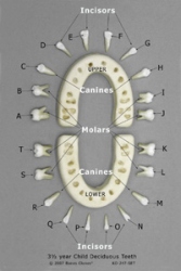 4-year-old Human Child Deciduous Teeth, Set of 20 (on base)