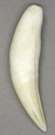Leopard Canine Tooth