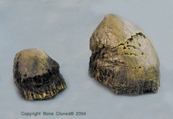 Sumatra Rhino Horns, pair