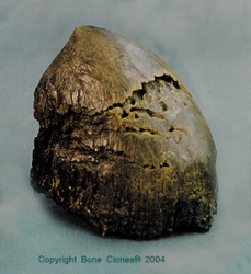 Sumatra Rhino Horns, large