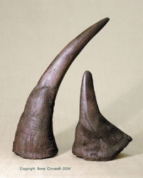 Black Rhino Horn, pair