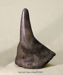 Black Rhino Horn, small