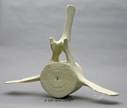 Humpback Whale Thoracic Vertebrae and Discs, Assembled