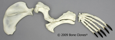 Seal Forelimb 