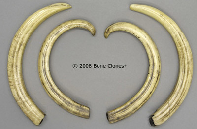 Babirusa set of 4 tusks